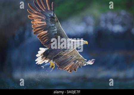 Weißschwanzadler (Weibchen) mit Fischen, die auf dem Meer gefangen werden, Schottland. Dieses Bild wurde von Sun hinterleuchtet. Aufgenommen mit Nikon Z9 Z400 2,8 Objektiv Stockfoto