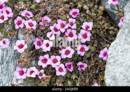 Gegenblättriger Steinbrech, Roter Polstersteinbrech, Roter Steinbrech, Saxifraga oppositifolia, Purple Saxfrage, violette Bergsaxifrage Stockfoto