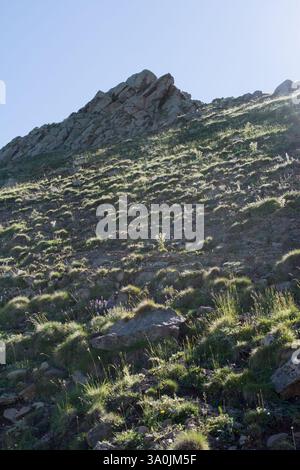 Wildgras auf Highland Wiese im Sommer in Artvin in der Türkei Stockfoto