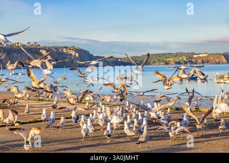 Fliegende Heringsmöwen an einem Pier am Meer in der Bretagne Stockfoto