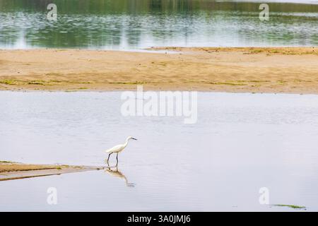 Ein kleiner Reiher, der am Ufer eines Strandes vorbeiläuft Stockfoto