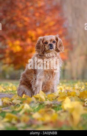 Cavalier King Charles Spaniel Mischhund, rubinfarben, posiert im Herbst auf einer Wiese, bedeckt mit gefallenen gelben Blättern und bunten Bäumen Stockfoto