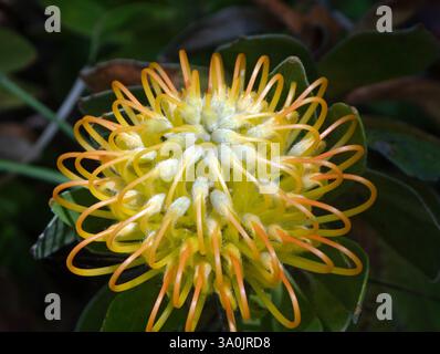 Gelbes Leucospermum cordifolium (Pincushion-Protea) Stockfoto