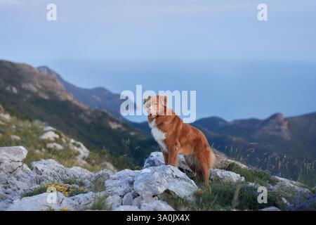 Ein Nova Scotia Duck Tolling Retriever steht auf rauem Gelände und bietet einen Blick über die Küstenlandschaft und das ferne Meer. Das Foto zeigt die des Hundes Stockfoto