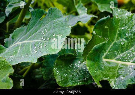 Nahaufnahme von Blumenkohlblättern mit Wassertropfen aus Morgentau Stockfoto