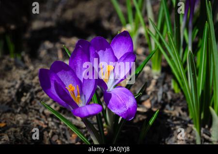 Nahaufnahme von zwei Purple Crocus Blumen in einem Garten Stockfoto