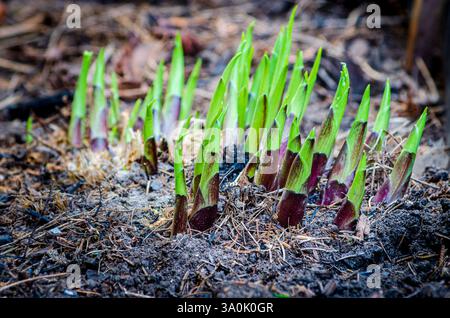 Sonnendurchfluteter Frühling Hosta schießt in einem gemulschten Garten Stockfoto