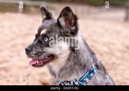 Porträt der süßen französischen Bulldogge x Sibirischer Husky-Hundespiele Stockfoto