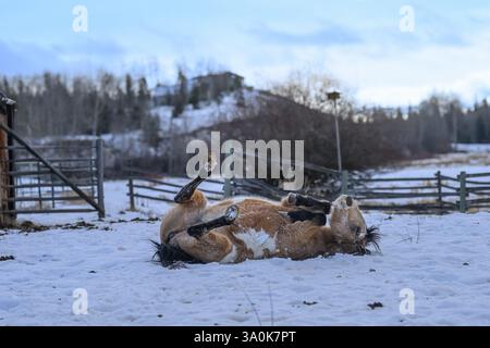 Ein Pferd, das im Schnee zurückrollt Stockfoto