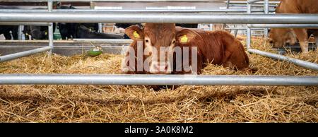 Braunrötlicher junger Bulle in einem Halterungsstall auf einer Viehzucht Stockfoto