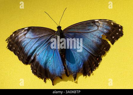 Blauer Morpho, Morpho Helenor, auf gelbem Hintergrund, Flügel offen Stockfoto