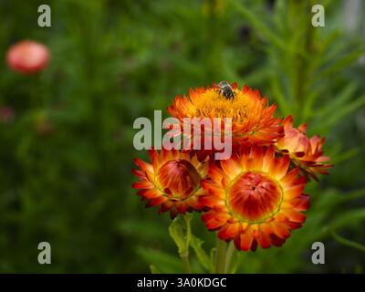 Strawflower (Xerochrysum bracteatum) und beschäftigte Honigbienenarbeiter (APIs mellifera) Nahaufnahme - English Country Garden Flowerbed, West Yorkshire, England Großbritannien. Stockfoto