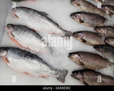 Forellenfische auf Eis in der oberen Ansicht des Stores Stockfoto
