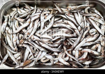 Sprottenfisch in der Draufsicht des Stores Stockfoto