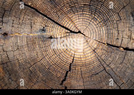Querschnitt von douglasien mit Wachstumsringen Stockfoto