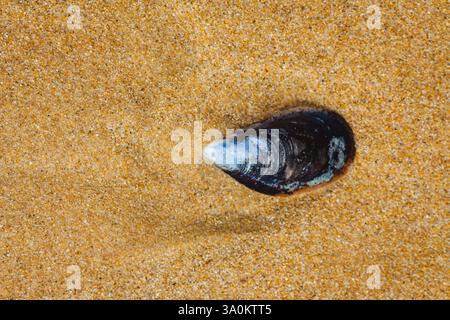 Dieses Nahaufnahme-Foto fokussiert auf eine einzelne dunkle Muschel, eingebettet in feinen goldenen Sand. Das Gehäuse hat eine glänzende, fast schwarze Oberfläche mit dezentem Blau und Stockfoto