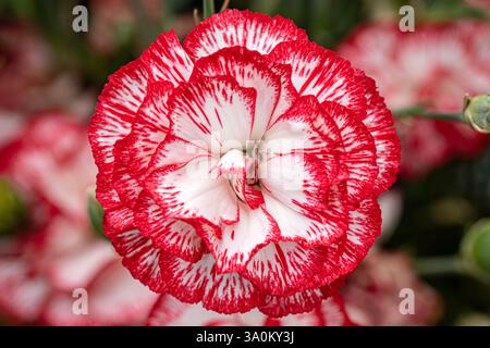 Nahaufnahme einer roten und weißen Nelkenblume Stockfoto