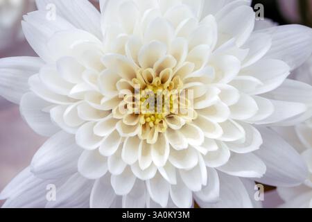 Weiche weiße Chrysanthemenblume in voller Blüte Stockfoto