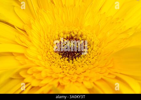 Nahaufnahme von Yellow Gerbera Daisy in Full Bloom Stockfoto