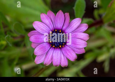 Wunderschönes lila Gänseblümchen mit dunklem Zentrum Stockfoto
