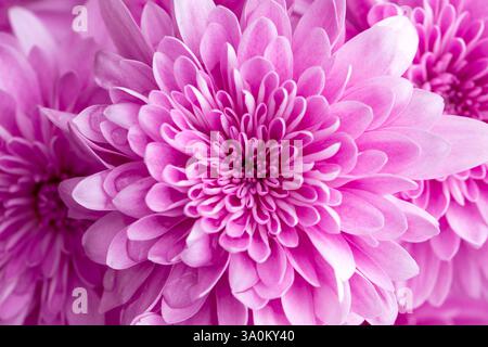 Nahaufnahme der rosa Chrysanthemenblume in voller Blüte Stockfoto