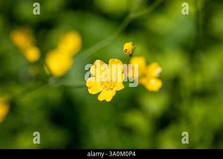 Gelbe Butterblume in Blüte mit einem unscharfen grünen Hintergrund Stockfoto