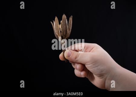 Ein trockenes Blatt im Herbst mal in Hand Stockfoto