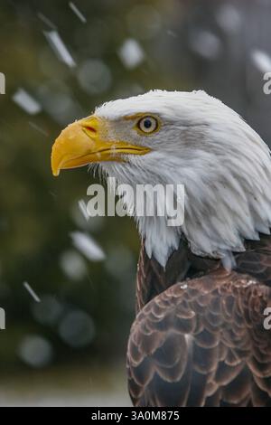 Nahaufnahme eines Weißkopfadlers, Haliaeetus leucocephalus, im Winter mit Schneefall am Ecomuseum Stockfoto