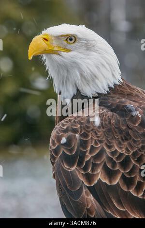 Nahaufnahme eines Weißkopfadlers, Haliaeetus leucocephalus, im Winter mit Schneefall am Ecomuseum Stockfoto