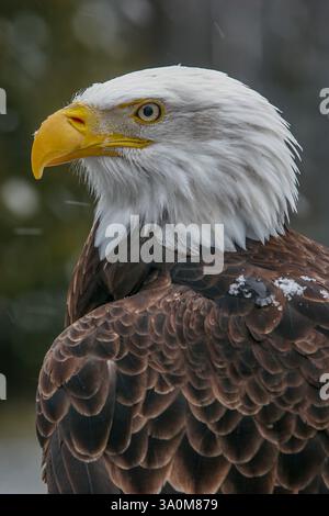 Nahaufnahme eines Weißkopfadlers, Haliaeetus leucocephalus, im Winter mit Schneefall am Ecomuseum Stockfoto