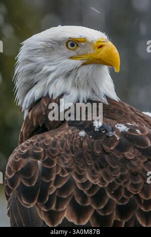 Nahaufnahme eines Weißkopfadlers, Haliaeetus leucocephalus, im Winter mit Schneefall am Ecomuseum Stockfoto