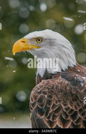 Nahaufnahme eines Weißkopfadlers, Haliaeetus leucocephalus, im Winter mit Schneefall am Ecomuseum Stockfoto