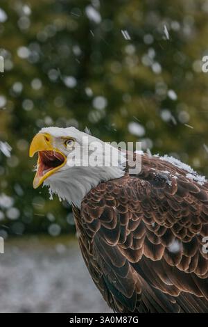 Nahaufnahme eines Weißkopfadlers, Haliaeetus leucocephalus, im Winter mit Schneefall am Ecomuseum Stockfoto