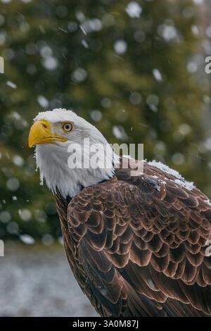 Nahaufnahme eines Weißkopfadlers, Haliaeetus leucocephalus, im Winter mit Schneefall am Ecomuseum Stockfoto