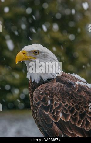 Nahaufnahme eines Weißkopfadlers, Haliaeetus leucocephalus, im Winter mit Schneefall am Ecomuseum Stockfoto