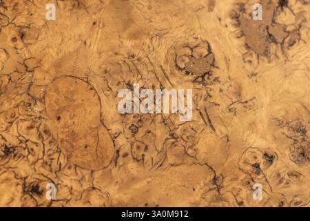 Maserholz mit seinen reichhaltigen Mustern und tiefen Körnern, bietet organische Textur und natürliche Schönheit. Ideal für Hintergründe und Designelemente Stockfoto