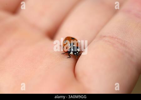 Marienkäfer auf der menschlichen Hand in Makroaufnahme Stockfoto