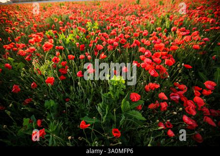 Endlose rote Mohnblumen schweben unter goldenem Abendlicht. Stockfoto