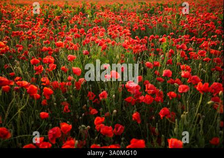Endlose rote Mohnblumen schweben unter goldenem Abendlicht. Stockfoto