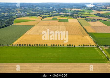 Aus der Vogelperspektive, Baumallee beim Gewerbegebiet Kalkofen bei Westendorf und Feldarbeiten mit Traktor, gelben landwirtschaftlichen Feldern, Formen und Farben, Stockfoto