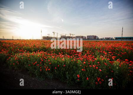 Endlose rote Mohnblumen schweben unter goldenem Abendlicht. Stockfoto