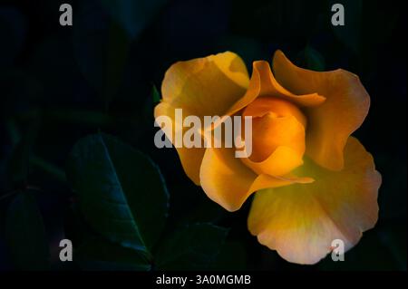 Nahaufnahme einer gelben Rosenblüte in einem dunklen Garten Stockfoto