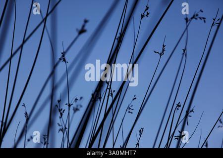 Dunkle Pflanze am tiefblauen Himmel Stockfoto