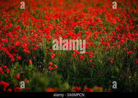 Endlose rote Mohnblumen schweben unter goldenem Abendlicht. Stockfoto