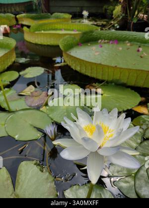 Weisswasserlilie (Nymphaea alba) im Teich, gelbes Zentrum, grüne Lilienpads. Natürliches Licht, weicher Fokus. Ruhige Wassergartenszene. Stockfoto
