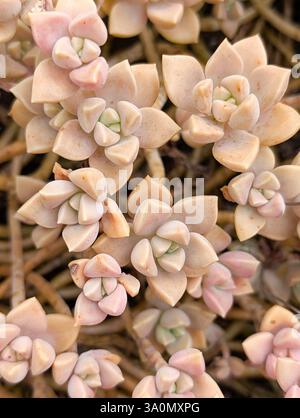 Graptopetalum Mendozae variegata sukkulente Nahaufnahme. Blassrosa und cremefarbene Blätter, Rosettenmuster. Detaillierte Textur, natürliches Licht. Botanisch, ruhig. Stockfoto
