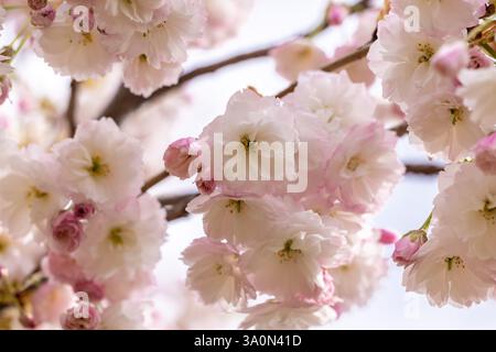 Rosafarbene und weiße Kirschblüten blühen auf einem Zweig vor weichem Hintergrund und fangen die Schönheit des Frühlings ein Stockfoto