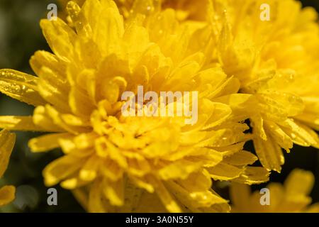 Hellgelbe Chrysanthemenblüte mit zarten Blütenblättern, die mit glitzernden Wassertropfen bedeckt sind, sorgen für eine wunderschöne natürliche Darstellung Stockfoto