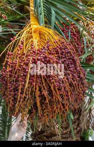 Reife Früchte hängen an der Palme. Tropische Früchte Stockfoto