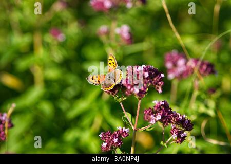 Kleiner Kupferfalter, der an lila Oregano-Blüten füttert Stockfoto
